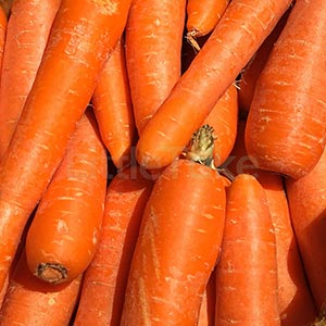 Carrots Reddish Vitamin C Fresh Half kg Image